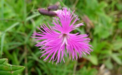 Dianthus pygmaeus 玉山石竹