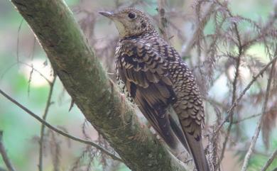 Zoothera dauma dauma (Latham, 1790) 虎斑地鶇(台灣留鳥)