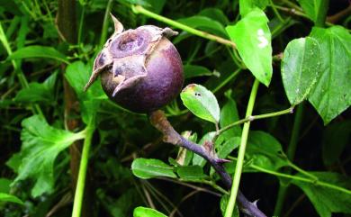 Rosa bracteata var. scabriacaulis 濱野薔薇