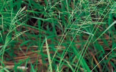 Panicum maximum 大黍