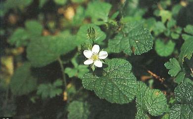 Rubus pectinellus 刺萼寒莓