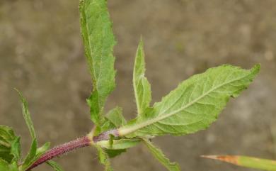 Eclipta prostrata (L.) L. 鱧腸