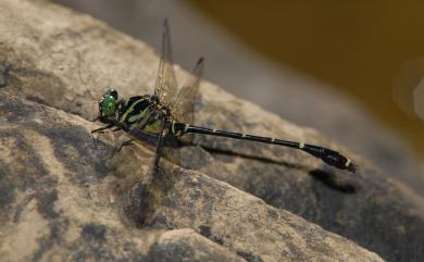 Burmagomphus vermicularis Martin, 1904 蟲莖春蜓