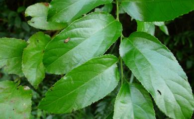 Rubus pyrifolius Sm. 梨葉懸鉤子