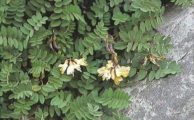Astragalus nankotaizanensis 南湖大山紫雲英