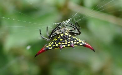 Gasteracantha sauteri Dahl, 1914 梭德氏棘蛛