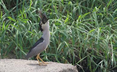 Nycticorax nycticorax nycticorax (Linnaeus, 1758) 夜鷺