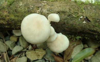 Pleurotus ostreatus 糙皮側耳