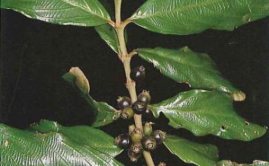 Lasianthus obliquinervis var. taitoensis 臺東雞屎樹