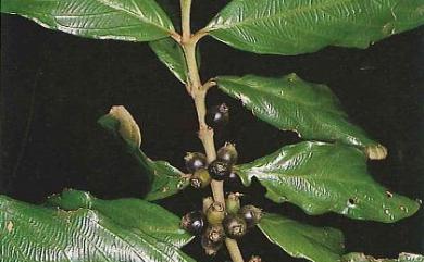 Lasianthus obliquinervis var. taitoensis 台東雞屎樹