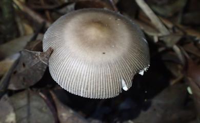 Amanita