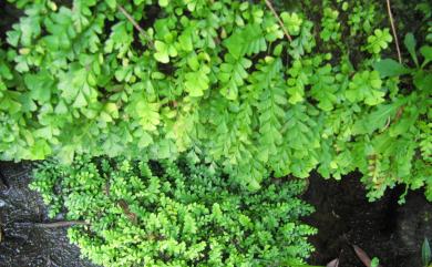 Osmolindsaea japonica (Baker) Lehtonen & Christenh. 日本香鱗始蕨