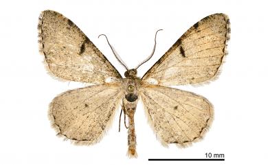 Alcis subpunctata Wileman, 1911