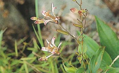 Tricyrtis formosana var. formosana 臺灣油點草