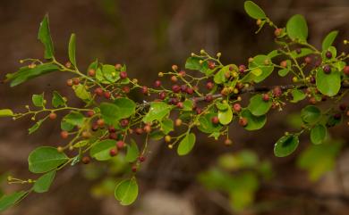 Phyllanthus multiflorus 多花油柑