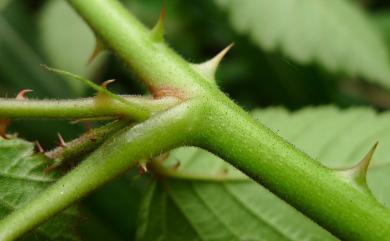 Rubus rosifolius 刺莓