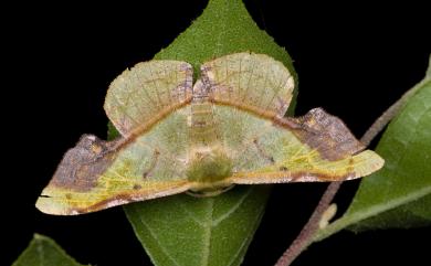 Fascellina plagiata (Walker, 1866) 綠缺口尺蛾