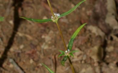 Spermacoce pusilla 小鴨舌癀舅