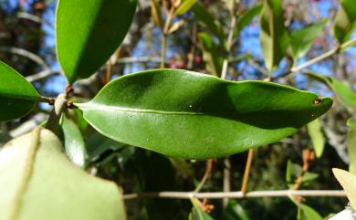 Scurrula liquidambaricolus (Hayata) Danser 大葉桑寄生