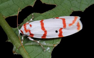 Cyana hamata hamata (Walker, 1854)