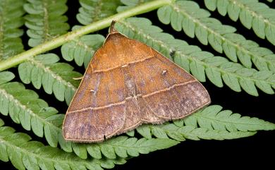 Bertula venata (Leech, 1900) 脈擬胸鬚裳蛾