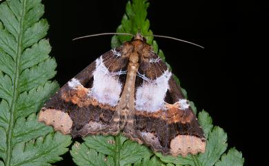 Sypnoides chinensis Berio, 1958 華析夜蛾