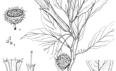 Datura stramonium L. 番曼陀羅