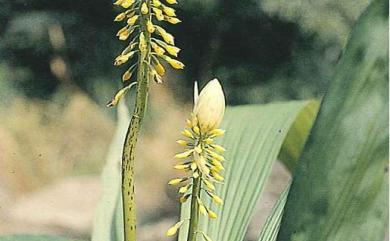 Styloglossum actinomorphum (Fukuy.) T.C. Hsu 輻形根節蘭