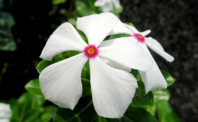 Catharanthus roseus (L.) G. Don 日日春