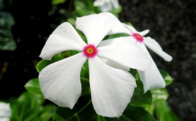 Catharanthus roseus (L.) G. Don 長春花