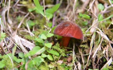 Boletus subvelutipes 褐絨柄牛肝菌