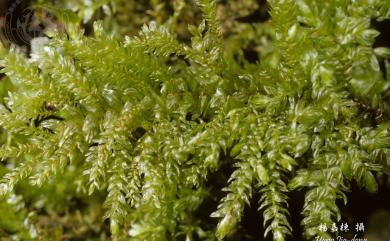 Thamnobryum plicatulum 摺葉木苔