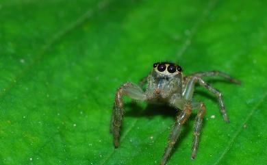 Pancorius crassipes (Karsch, 1881) 粗腳條斑蠅虎