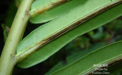 Blechnopsis orientalis (L.) C.Presl 擬烏毛蕨