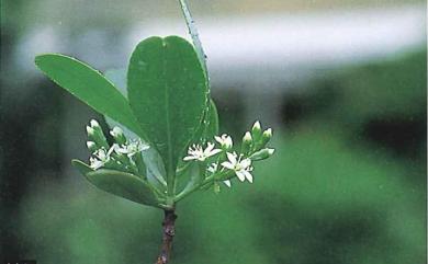 Lumnitzera racemosa 欖李