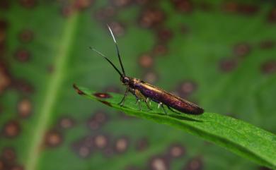 Lamprystica purpurata Meyrick, 1914