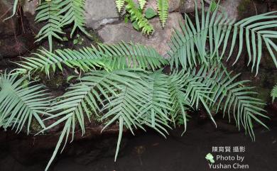 Pteris vittata 鱗蓋鳳尾蕨