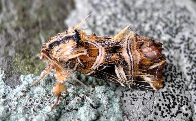 Callopistria repleta Walker, 1858 紅暈散紋夜蛾