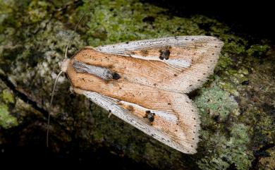 Mythimna albomarginata rubea Yoshimatsu, 1994 白緣秘夜蛾