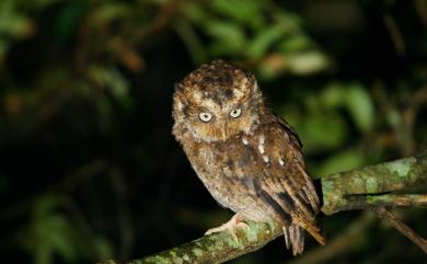 Otus spilocephalus hambroecki (Swinhoe, 1870) 黃嘴角鴞