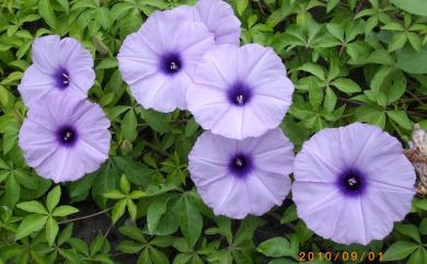 Ipomoea cairica (L.) Sweet 番仔藤