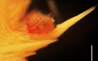 Dendronephthya spinifera (Holm, 1895) 密針棘穗軟珊瑚