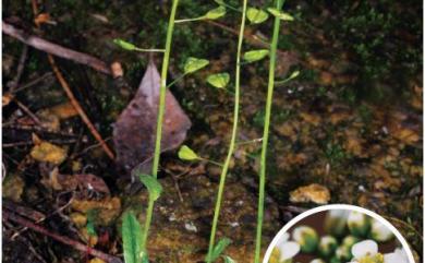 Capsella bursa-pastoris (L.) Medik. 薺