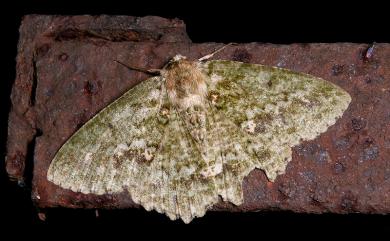 Herochroma ochreipicta (Swinhoe, 1905) 赭點粉綠尺蛾