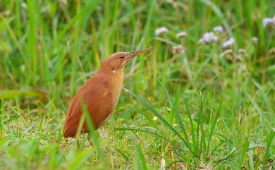 Ixobrychus cinnamomeus (Gmelin, 1789) 栗小鷺