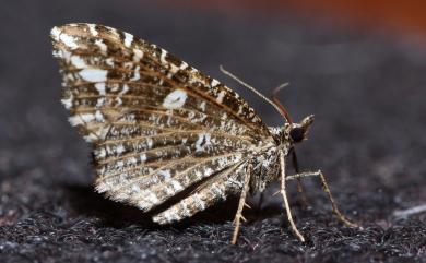 Lobogonodes permarmorata (Bastelberger, 1909)