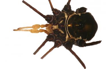 Pseudogagrella cyanea (Roewer, 1915) 青偽盾刺盲蛛
