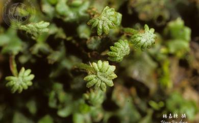 Marchantia polymorpha L. 地錢