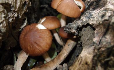 Cyclocybe cylindracea 柱狀田頭菇