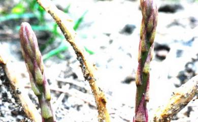 Asparagus cochinchinensis (Lour.) Merr. 天門冬